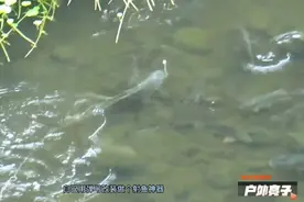 退水的河沟里弹弓射鱼，掌握好方法连中好几条大罗非视频封面