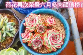 荷花再次荣登夏季多肉颜值榜首视频封面