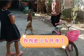 狗狗看到院里飞来一只鸟，追着叫，把小鸟吓傻了！视频封面