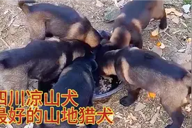 给粉丝挑狗第6天 挑了一窝凉山犬 5只 3母2公 成年40斤 猎性强视频封面
