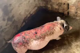 农村养殖巴马香猪。生病了到底是什么病，托了一层皮。视频封面