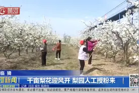 临猗：千亩梨花迎风开 梨园人工授粉来视频封面