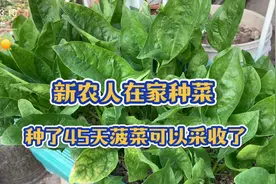 楼顶种菜，种植了45天的菠菜可以采收了，这才是我想要的种植效果视频封面