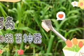 网购一把割蒜苔的神器，兄妹几人轮流用，家庭版开心农场欢乐多。视频封面