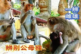 鉴别雌雄小猴性别特征的机会，借助玛雅家儿女双全视频封面
