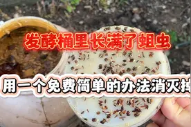 发酵桶里长满了蛆虫，用了一个免费简单的好办法全部消灭掉视频封面