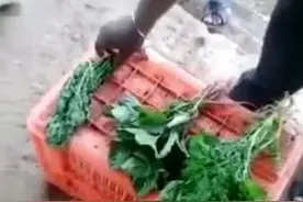 小心漂亮青菜的背后是膨胀剂，看完你还敢吃吗？图片