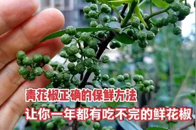 新鲜青花椒储存一年不变色的方法，即使晾干都是绿油油的麻香味浓视频封面