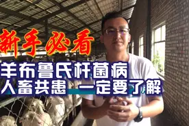 你真正掌握布病是什么吗？该如何防治？给羊检测布病最简单的方法视频封面