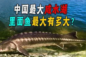 年产鱼5000万斤！中国第一大咸水湖，禁渔十年里面鱼最大有多大?视频封面