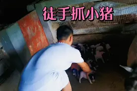 母猪护崽崽，抓小猪必须眼疾手快，身法要灵活，不然母猪敢给一口视频封面