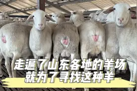 走遍了山东各地的羊场，就是为了寻找这种澳洲白绵羊，长得是真快视频封面