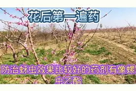 桃树花后第一遍药何时打？打什么药效果更好