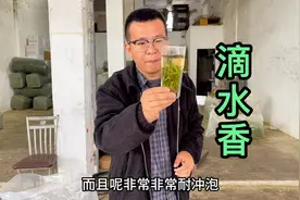 第一次喝到那么牛的茶叶，安徽歙县“滴水香”，可以连着冲7泡视频封面