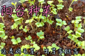 鸡毛菜20天生长期，5天的萝卜苗菜宝妈采收一大盆，孩子吃得开心视频封面