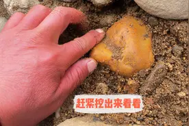 男子沙堆里发现金黄的石头，挖出来一看不得了，血压瞬间飙升视频封面