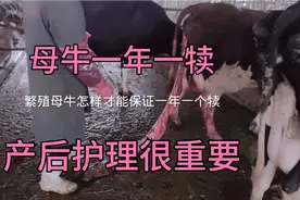 母牛产后护理的正确做法。做好了。保证一年一犊视频封面