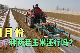 邢台宁晋：种一年两茬玉米为农民朋友增效增收，来现场共同见证！视频封面