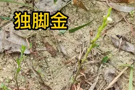 独脚金稀少而珍贵药材，它的药用价值非常高，对小孩子的好处特多视频封面