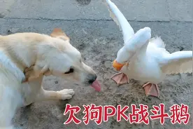 一岁拉布拉多的特点还是顽皮淘气欠吧登，看大白鹅怎么收拾它吧视频封面