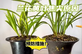 兰花黄叶焦尖的原因？以及预防措施，很实用！新手赶紧看看视频封面