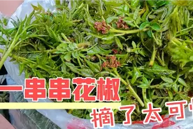 新鲜的花椒芽，花椒粒成型了长的红扑扑的摘了也太可惜了吧视频封面