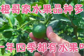 橙哥家水果品种多，一年四季都有水果吃，太幸福了！视频封面