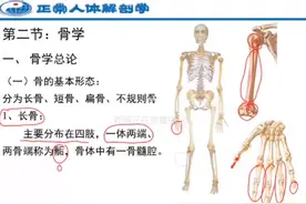 人体解刨学：骨学总论 骨的基本形态视频封面