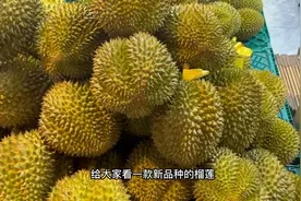 泰国榴莲中口感数一数二的品种。软金月，焦糖玻璃，玛雅，金玛！视频封面