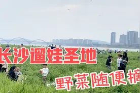 发现长沙一遛娃圣地，野花、野菜随处可见，周末人山人海！视频封面