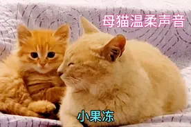 母猫用温柔又慈爱的声音呼唤小奶猫吃奶，原来母猫是这样叫唤孩子视频封面