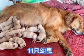 7岁金毛犬成功生下11只幼崽，老三守护7小时接生，个个都呆萌可爱视频封面