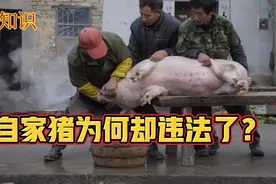 杀了自家养的生猪，不但猪被没收，还被告知处罚上交罚款十万。视频封面