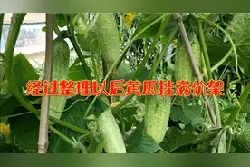 黄瓜叉多叶子茂密不爱接黄瓜怎么办只需动动手黄瓜挂满架结吃不完视频封面