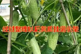 黄瓜叉多叶子茂密不爱接黄瓜怎么办只需动动手黄瓜挂满架结吃不完视频封面