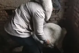母羊产羔，用挤压助产的方式，摸摸肚子里是否还有羊羔？视频封面
