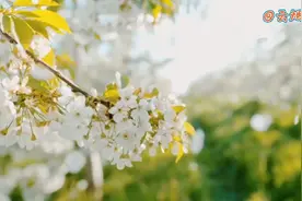 一首好听的歌《又见梨花开》，歌声悦耳，赏梨花美景听音乐视频封面