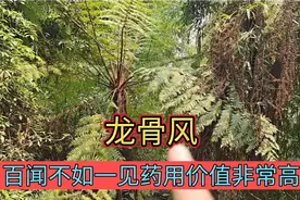 农村老人所说的龙骨风，药用和经济价值非常高，一起认识吧视频封面