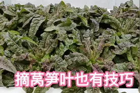 楼顶种菜，莴笋叶这样摘，既能吃到嫩叶，又不影响莴笋生长视频封面