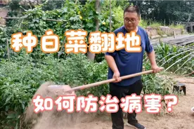 种菜翻地有妙招，撒上一把，蔬菜种植不生虫不坏根大丰收视频封面