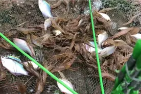 绝密天然饵料，抓虾想爆笼必看！视频封面