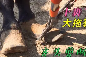 老驴小脚穿大拖鞋，走路拖泥带水忒别扭，齐头剪断一大半，舒服！视频封面
