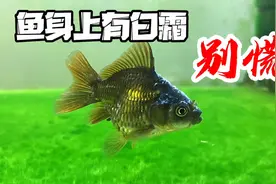 干货分享，金鱼身上有白霜非常好解决，分析不同情况该如何换水
