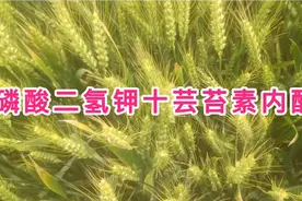 磷酸二氢钾搭配芸苔素怎么用？用对了，花钱少，产量高，学学视频封面