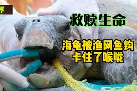 天使在左，恶魔在右，海龟被鱼钩刺穿了舌头，又被渔网卡住了喉咙视频封面