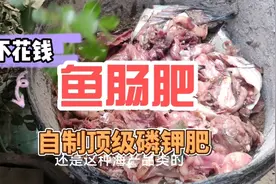 不花钱  使用鱼肠  自制顶级高磷钾肥视频封面