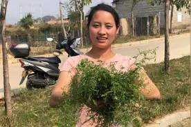 农村常见的野豌豆，对人的好处多多，快来了解一下吧！视频封面