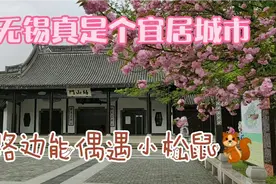江苏无锡真是个宜居城市生态环境非常好，路边走走都能偶遇小松鼠视频封面