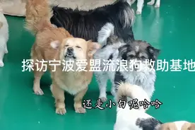 探访宁波爱盟流浪狗救助基地