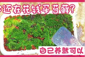 养盆景需要苔藓，如何养殖苔藓？墙底下扣点青苔就可繁殖一大片视频封面